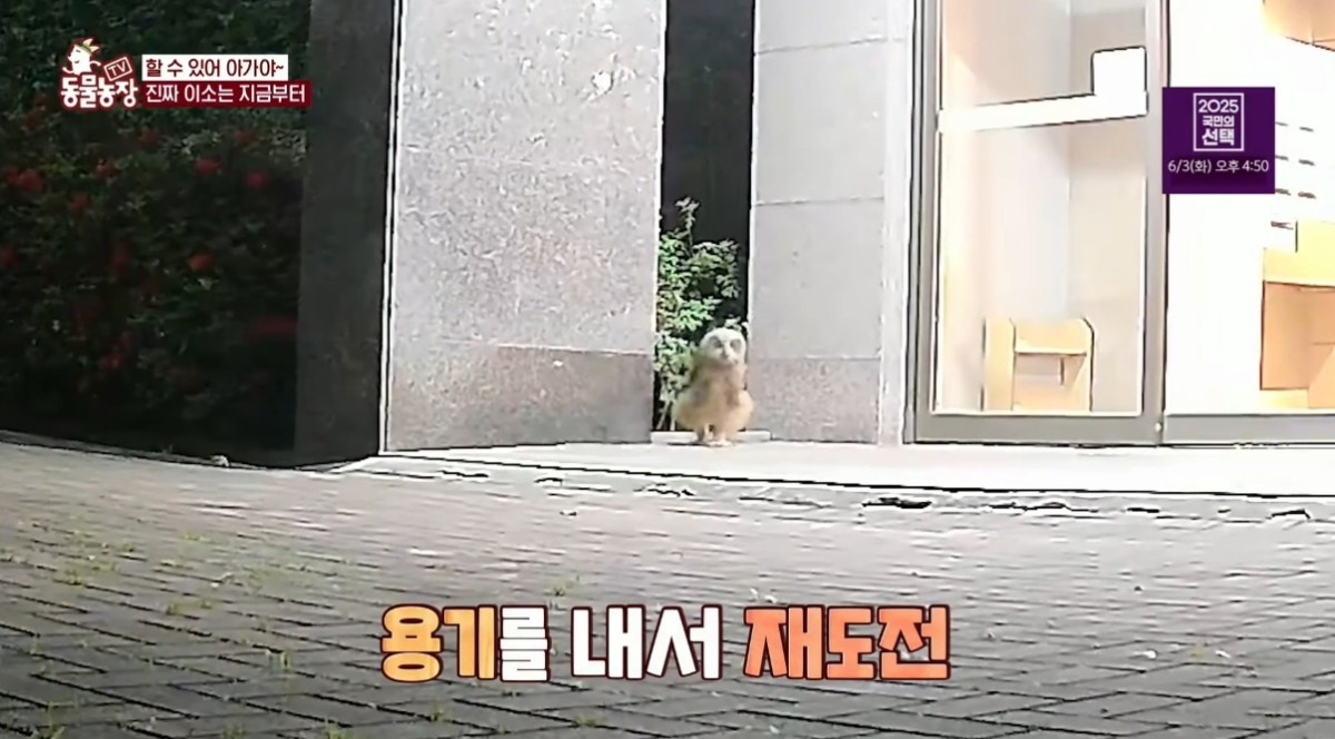 동물농장 저번주 레전드 회차 수리부엉이 가족과 둘째 이야기.jpg | 인스티즈