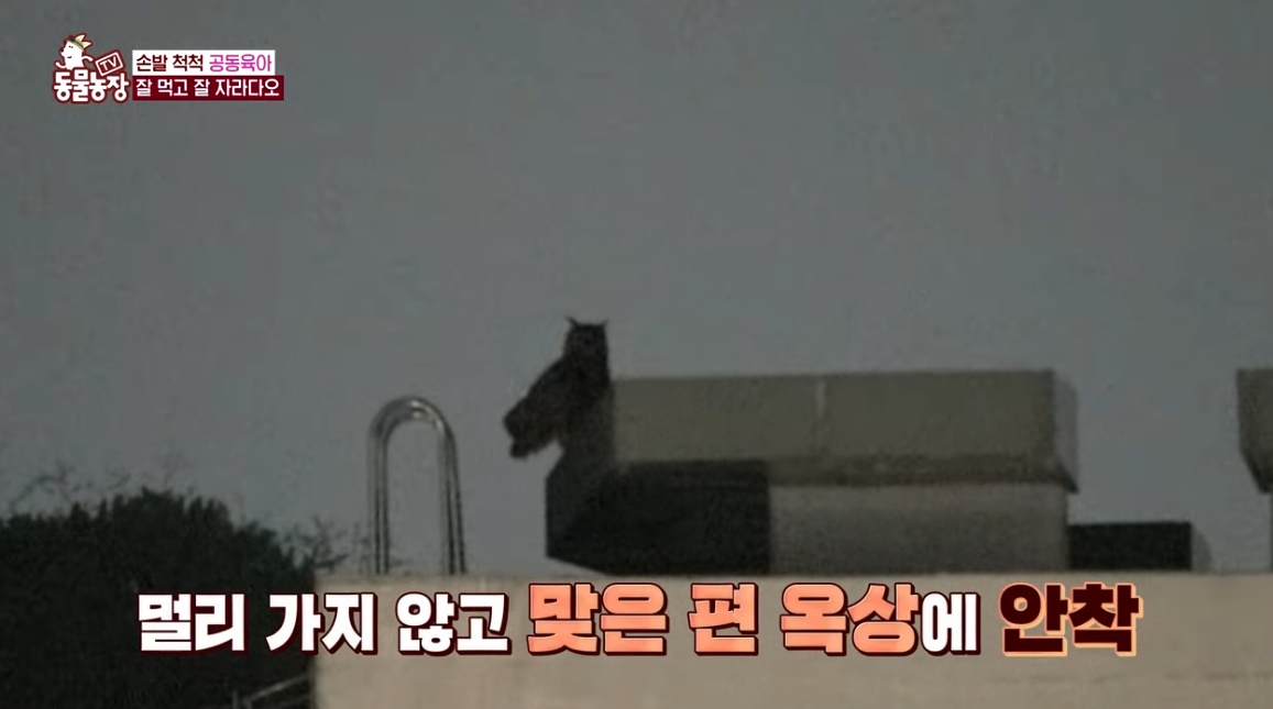 동물농장 저번주 레전드 회차 수리부엉이 가족과 둘째 이야기.jpg | 인스티즈