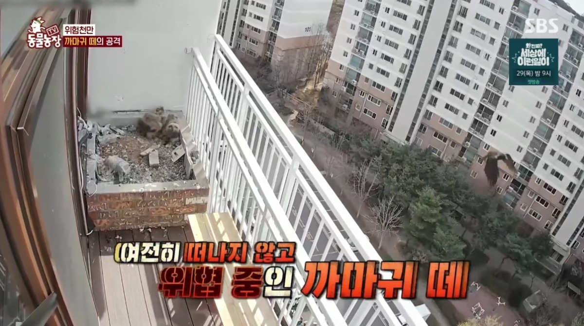 동물농장 저번주 레전드 회차 수리부엉이 가족과 둘째 이야기.jpg | 인스티즈