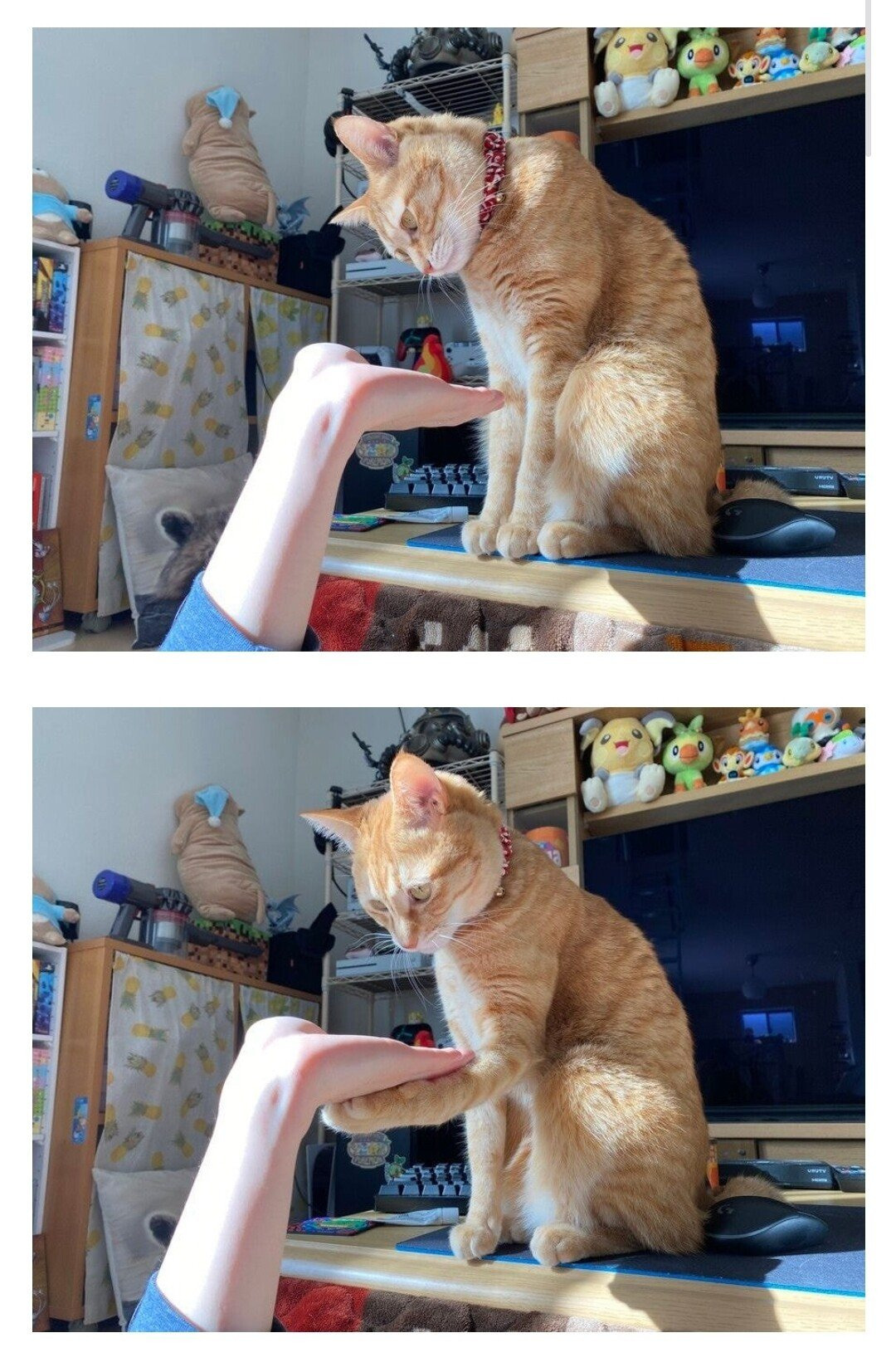  고양이에게 손을 달라고 해보았다
