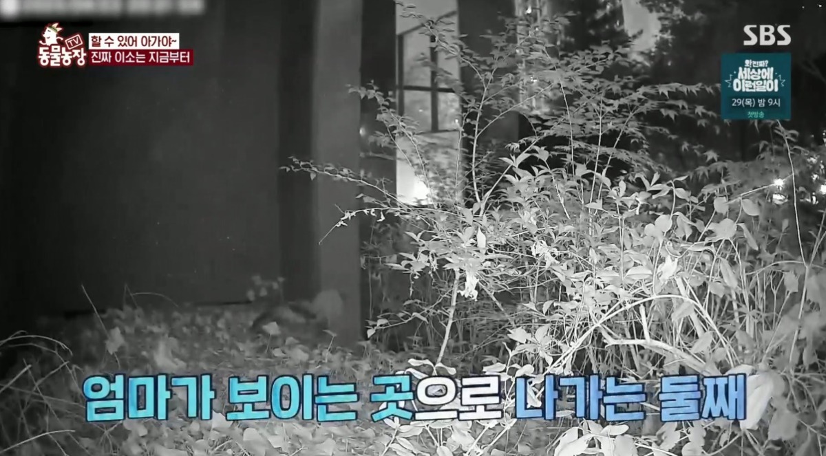 동물농장 저번주 레전드 회차 수리부엉이 가족과 둘째 이야기.jpg | 인스티즈