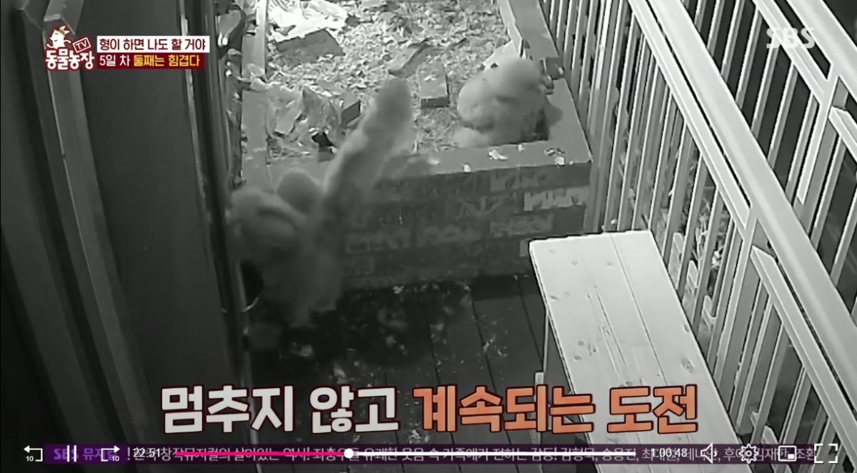 동물농장 저번주 레전드 회차 수리부엉이 가족과 둘째 이야기.jpg | 인스티즈