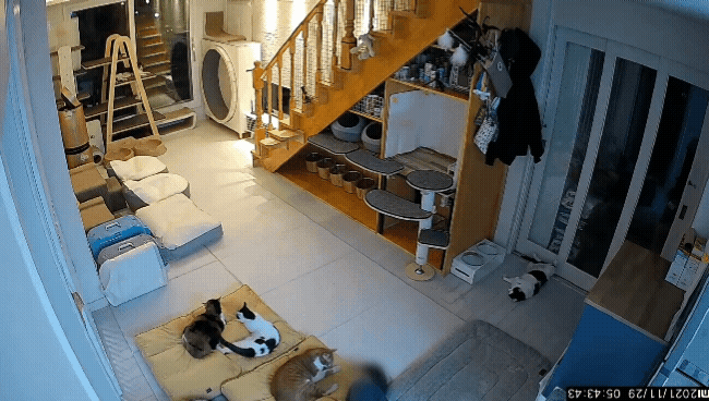 마음 몽글몽글해지는 집사님과 함께 자는 고양이 유신이 | 인스티즈
