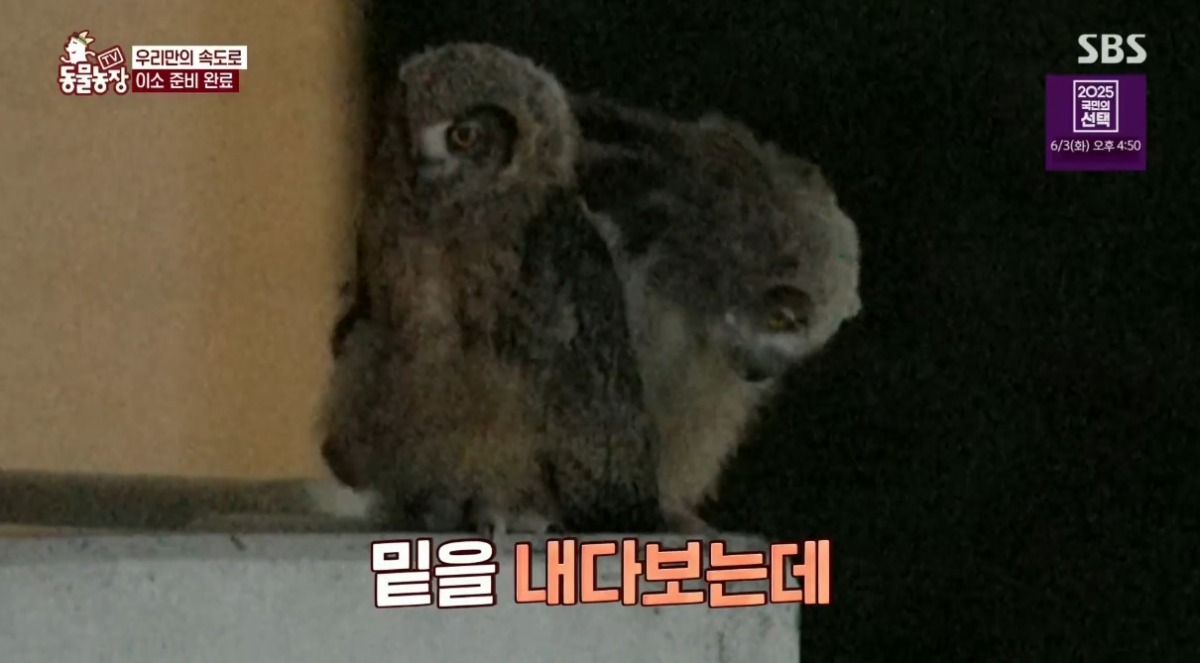동물농장 저번주 레전드 회차 수리부엉이 가족과 둘째 이야기.jpg | 인스티즈