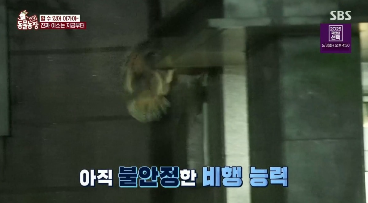 동물농장 저번주 레전드 회차 수리부엉이 가족과 둘째 이야기.jpg | 인스티즈