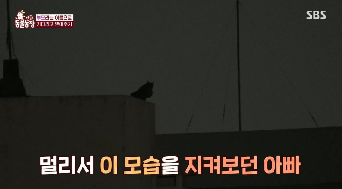 동물농장 저번주 레전드 회차 수리부엉이 가족과 둘째 이야기.jpg | 인스티즈