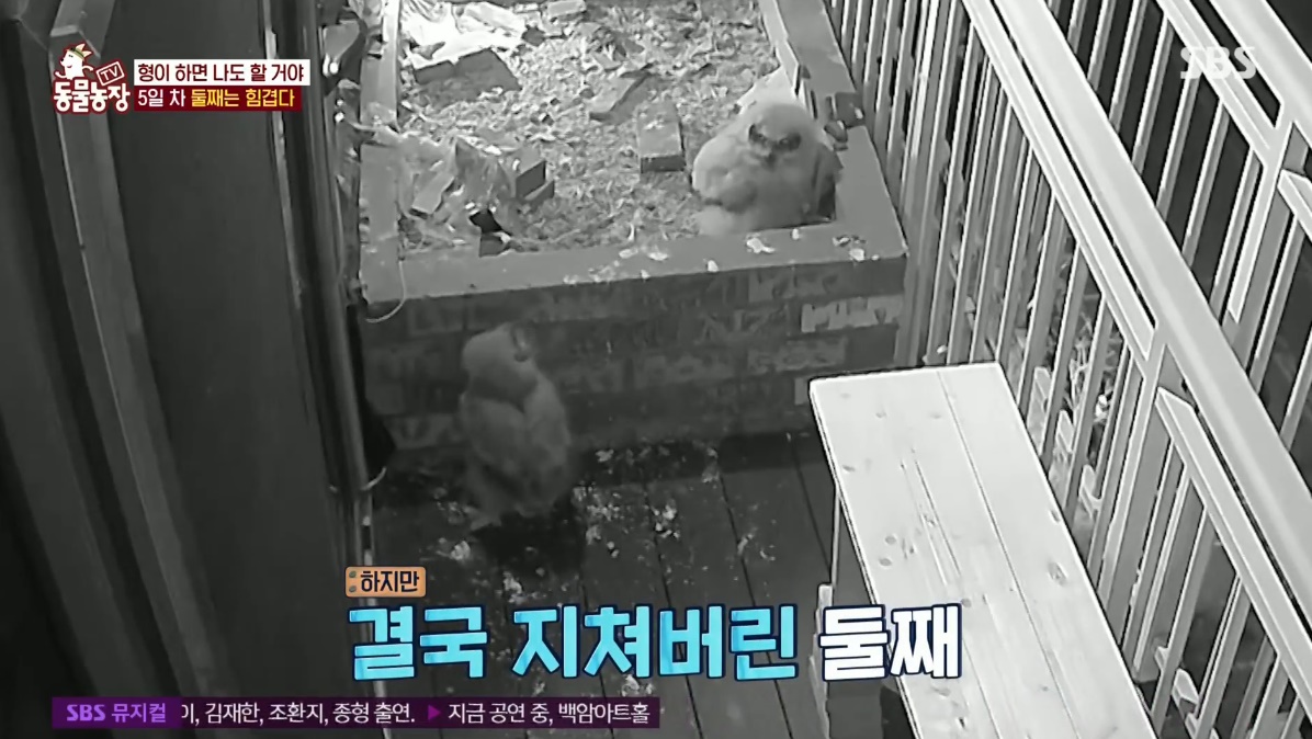 동물농장 저번주 레전드 회차 수리부엉이 가족과 둘째 이야기.jpg | 인스티즈