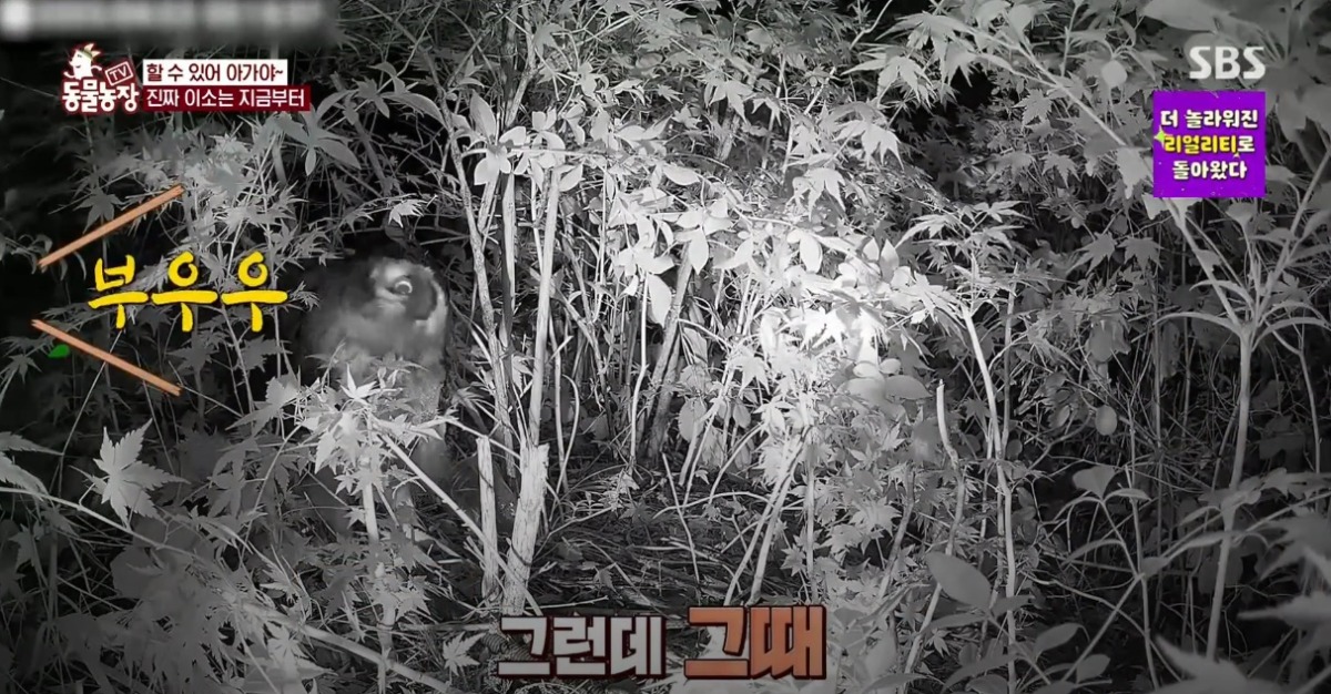 동물농장 저번주 레전드 회차 수리부엉이 가족과 둘째 이야기.jpg | 인스티즈
