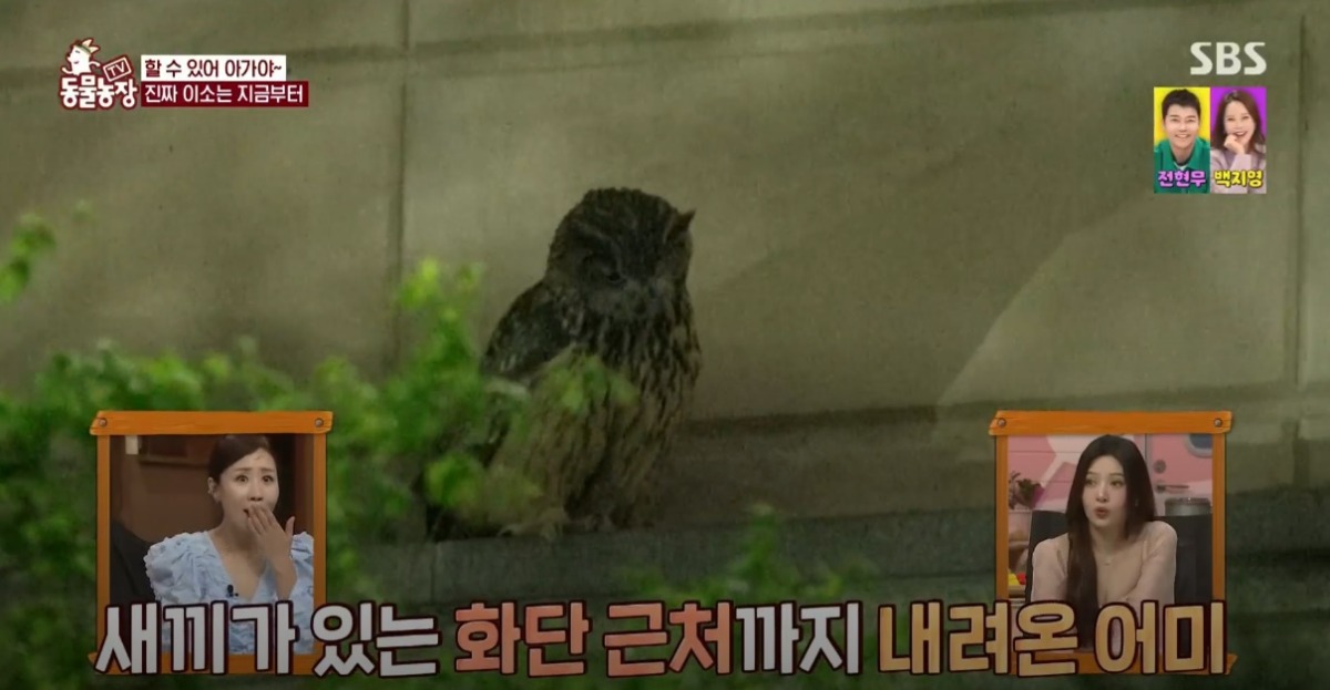 동물농장 저번주 레전드 회차 수리부엉이 가족과 둘째 이야기.jpg | 인스티즈