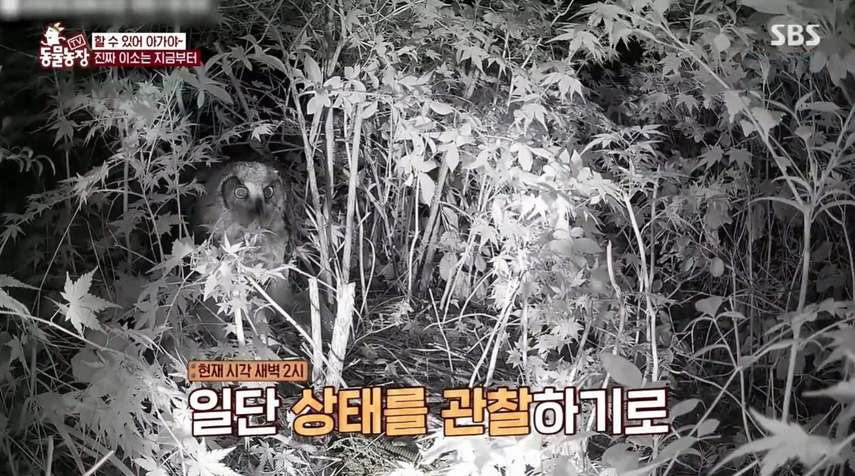 동물농장 저번주 레전드 회차 수리부엉이 가족과 둘째 이야기.jpg | 인스티즈