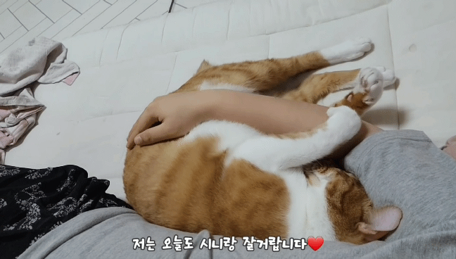 마음 몽글몽글해지는 집사님과 함께 자는 고양이 유신이 | 인스티즈