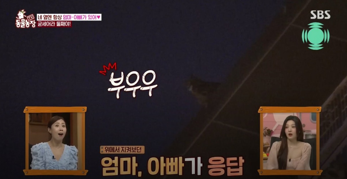 동물농장 저번주 레전드 회차 수리부엉이 가족과 둘째 이야기.jpg | 인스티즈