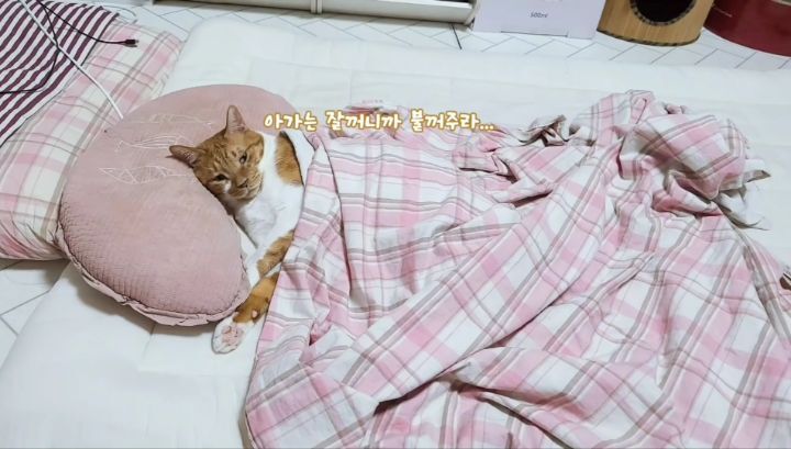 마음 몽글몽글해지는 집사님과 함께 자는 고양이 유신이 | 인스티즈