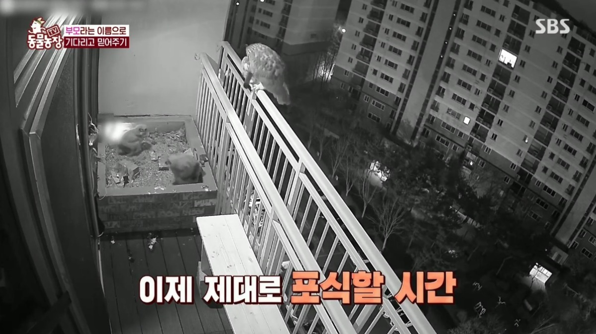 동물농장 저번주 레전드 회차 수리부엉이 가족과 둘째 이야기.jpg | 인스티즈