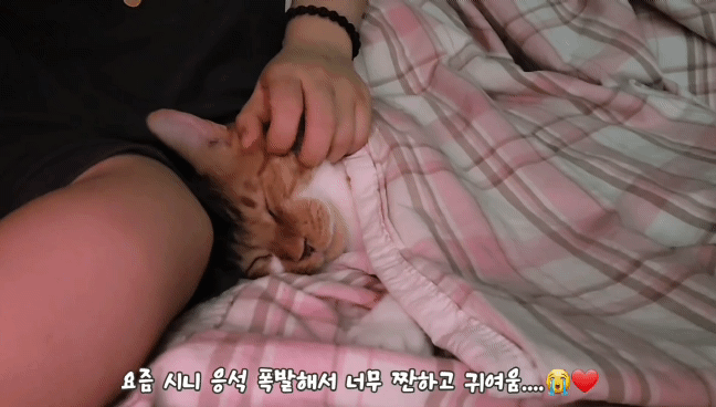 마음 몽글몽글해지는 집사님과 함께 자는 고양이 유신이 | 인스티즈