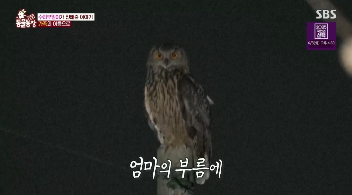 동물농장 저번주 레전드 회차 수리부엉이 가족과 둘째 이야기.jpg | 인스티즈