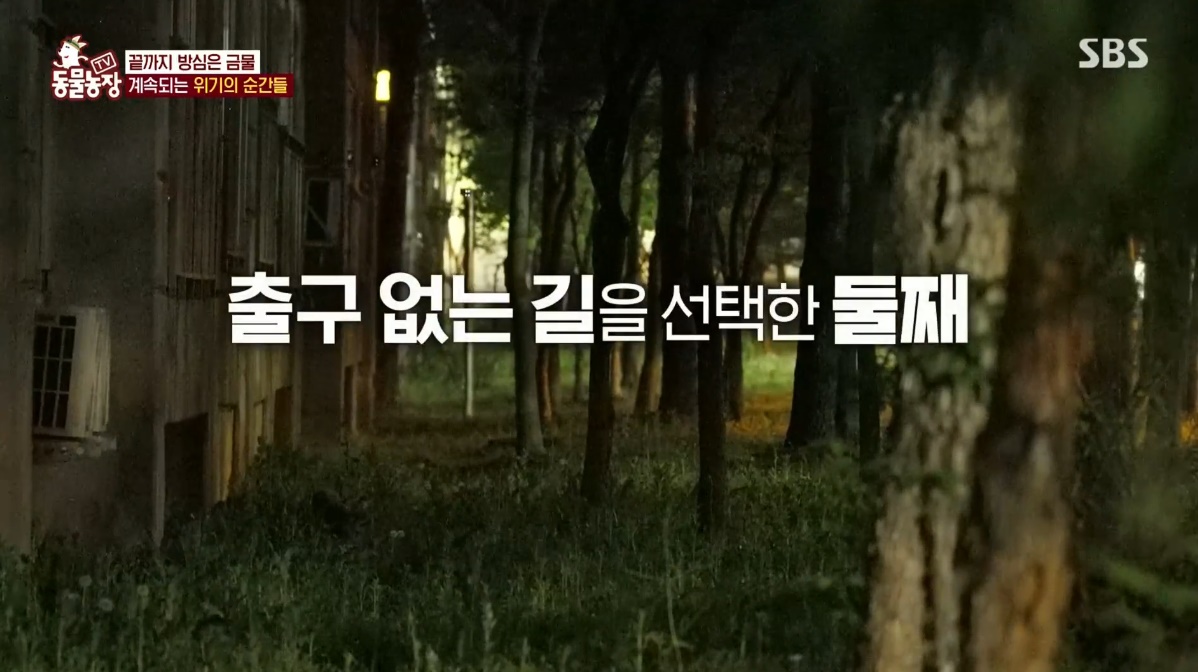 동물농장 저번주 레전드 회차 수리부엉이 가족과 둘째 이야기.jpg | 인스티즈