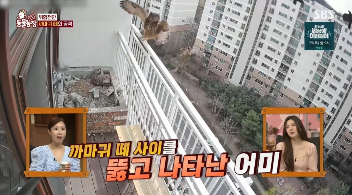 동물농장 저번주 레전드 회차 수리부엉이 가족과 둘째 이야기.jpg | 인스티즈