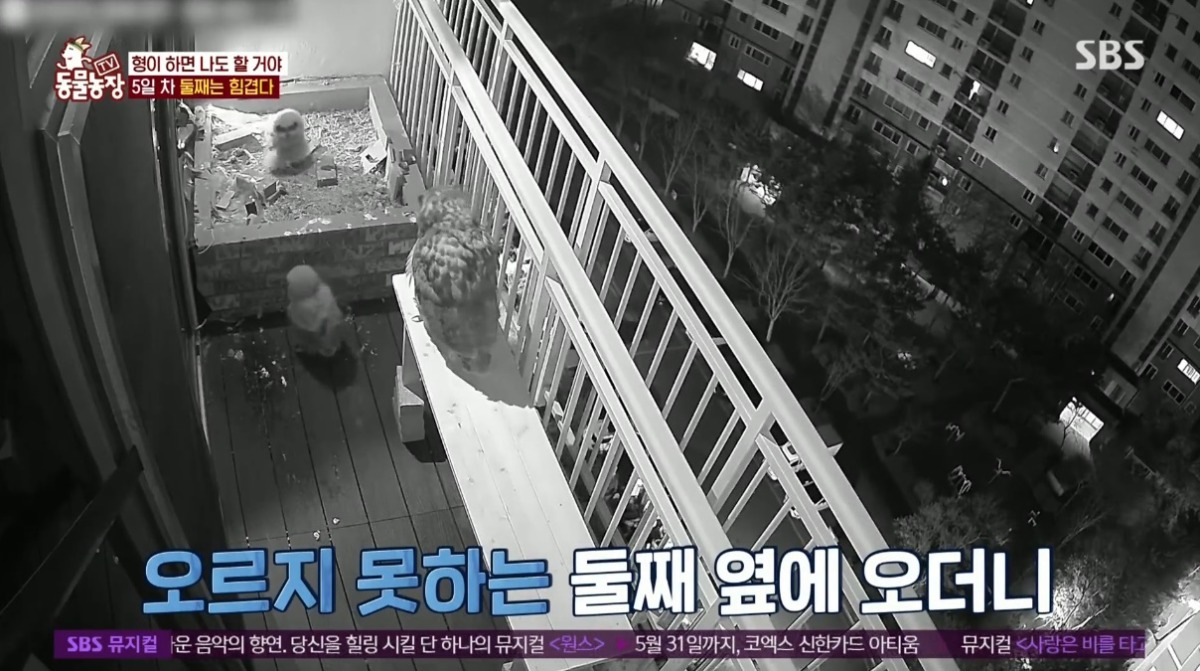 동물농장 저번주 레전드 회차 수리부엉이 가족과 둘째 이야기.jpg | 인스티즈