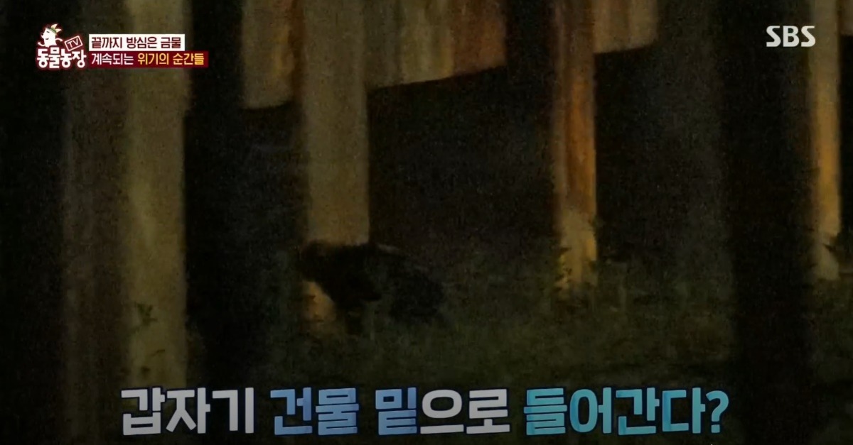 동물농장 저번주 레전드 회차 수리부엉이 가족과 둘째 이야기.jpg | 인스티즈