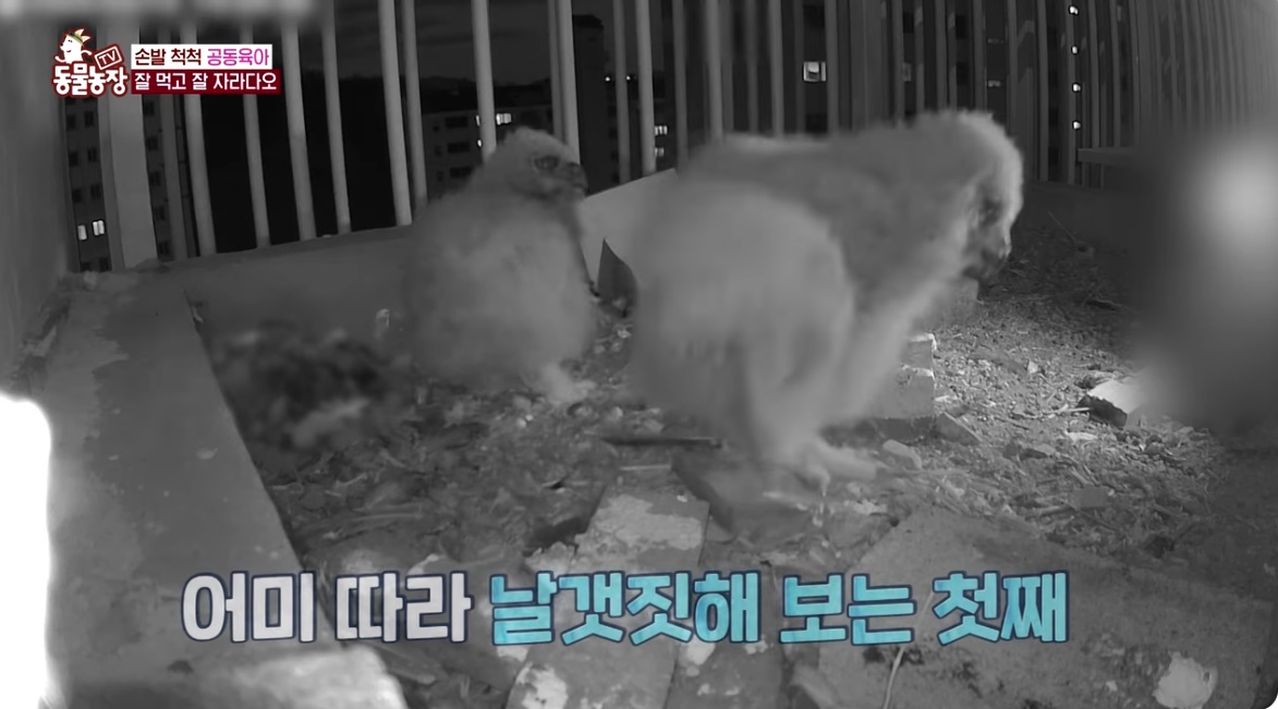 동물농장 저번주 레전드 회차 수리부엉이 가족과 둘째 이야기.jpg | 인스티즈