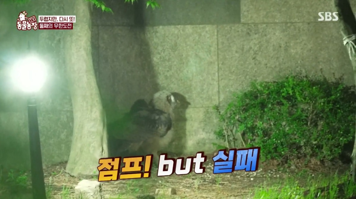동물농장 저번주 레전드 회차 수리부엉이 가족과 둘째 이야기.jpg | 인스티즈