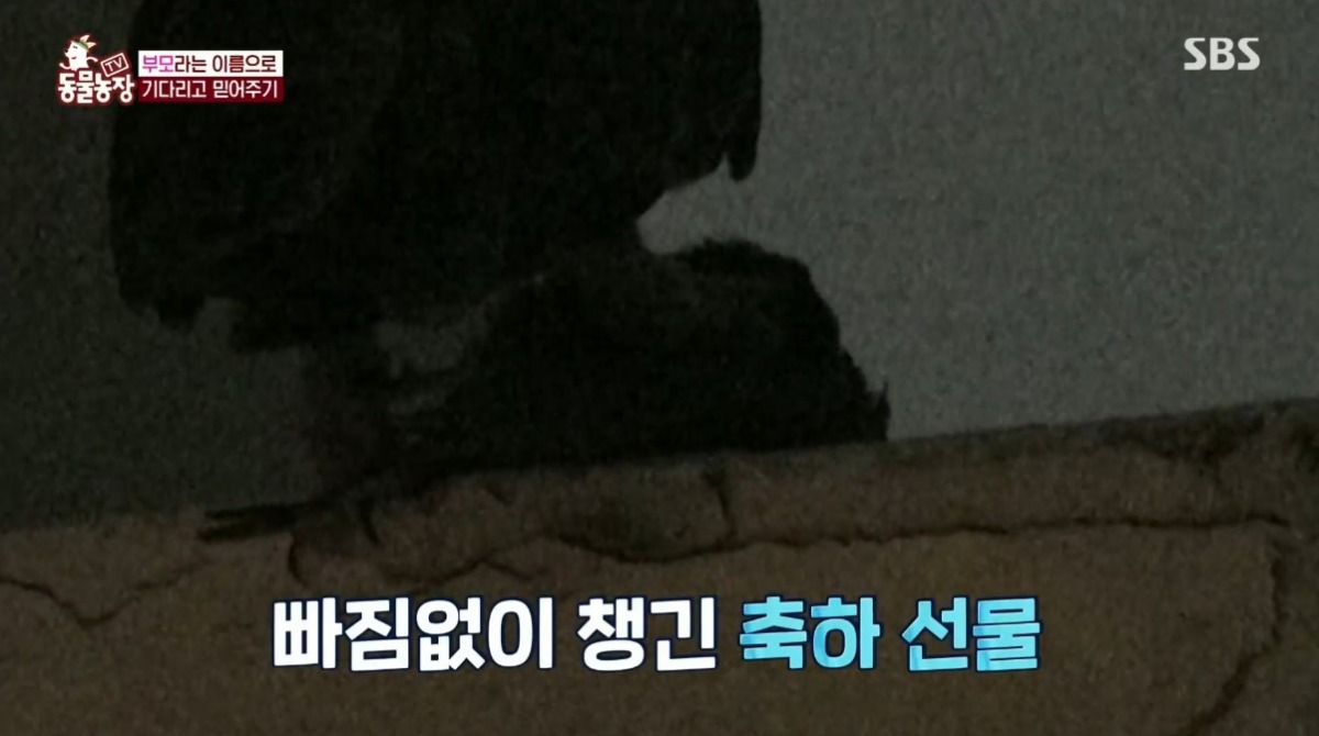 동물농장 저번주 레전드 회차 수리부엉이 가족과 둘째 이야기.jpg | 인스티즈