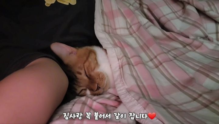 마음 몽글몽글해지는 집사님과 함께 자는 고양이 유신이 | 인스티즈
