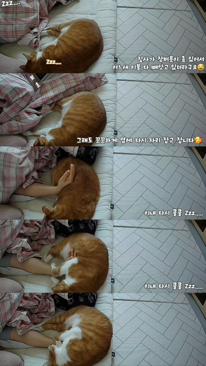 마음 몽글몽글해지는 집사님과 함께 자는 고양이 유신이 | 인스티즈