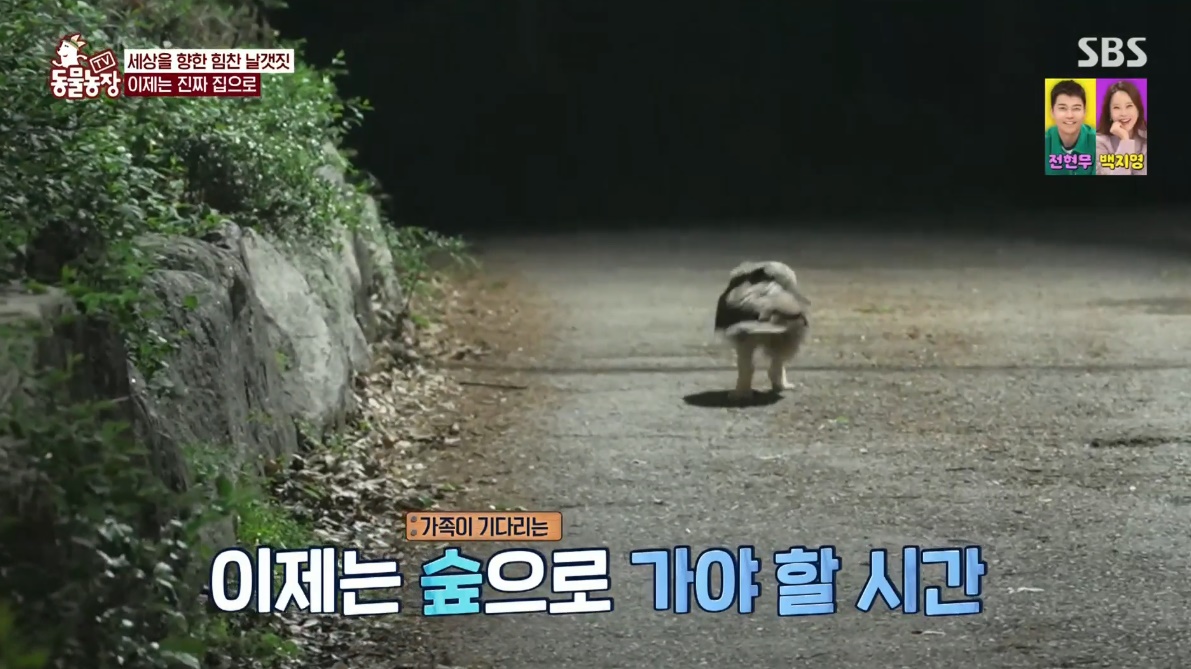 동물농장 저번주 레전드 회차 수리부엉이 가족과 둘째 이야기.jpg | 인스티즈