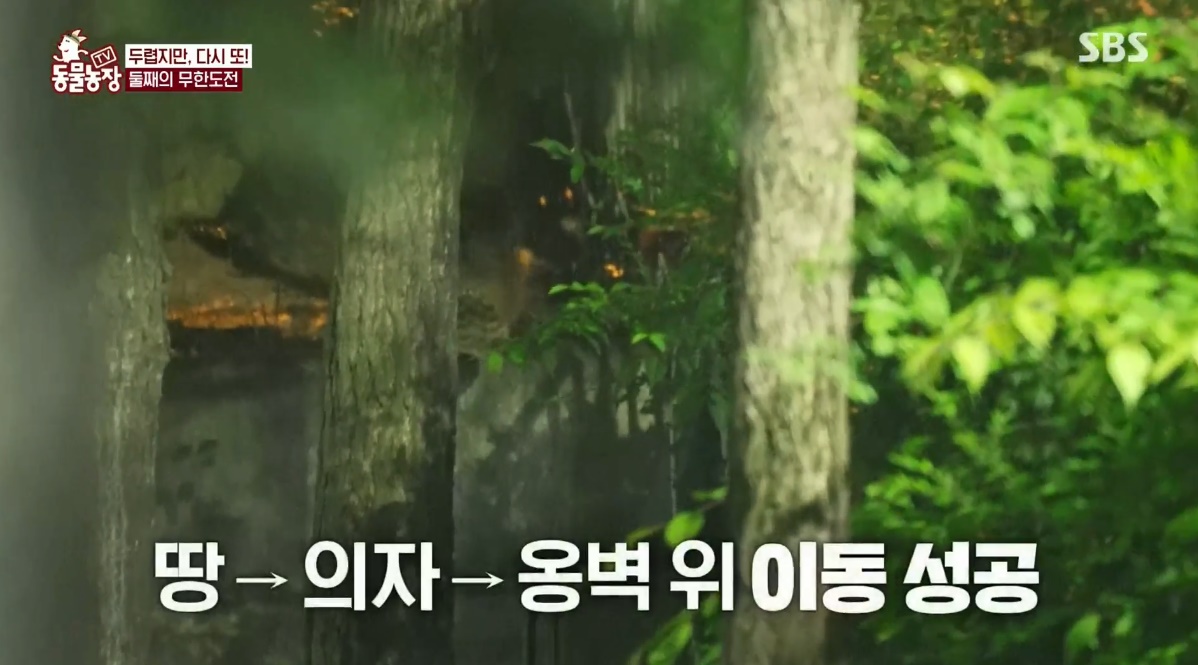 동물농장 저번주 레전드 회차 수리부엉이 가족과 둘째 이야기.jpg | 인스티즈