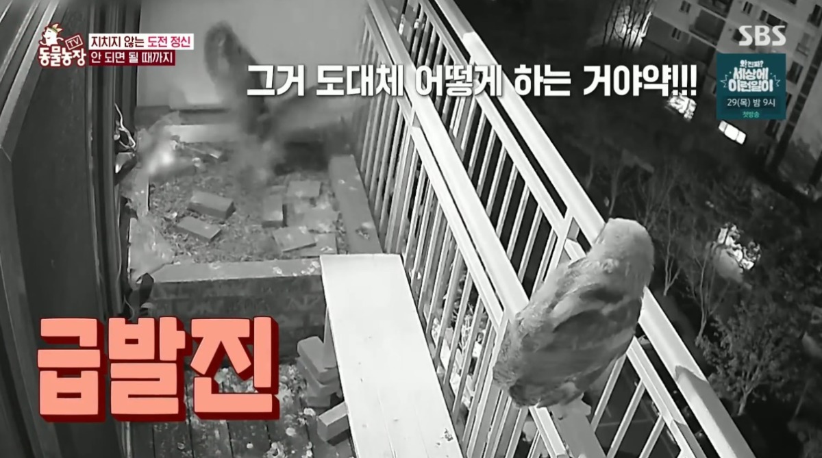동물농장 저번주 레전드 회차 수리부엉이 가족과 둘째 이야기.jpg | 인스티즈