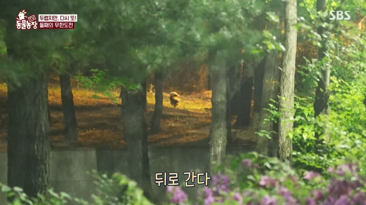 동물농장 저번주 레전드 회차 수리부엉이 가족과 둘째 이야기.jpg | 인스티즈