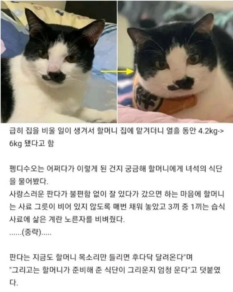  할모니가 그리워서 우는 고양이