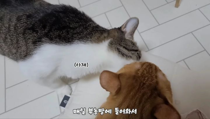 마음 몽글몽글해지는 집사님과 함께 자는 고양이 유신이 | 인스티즈
