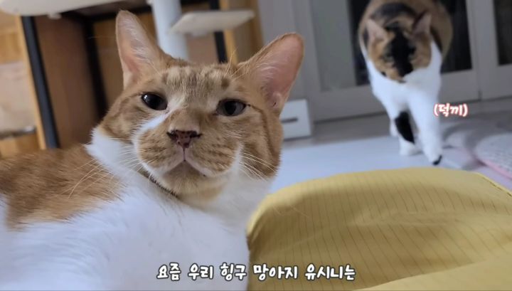  마음 몽글몽글해지는 집사님과 함께 자는 고양이 유신이