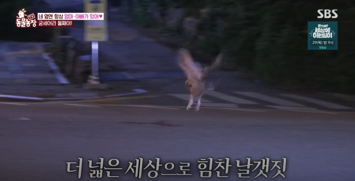 동물농장 저번주 레전드 회차 수리부엉이 가족과 둘째 이야기.jpg | 인스티즈