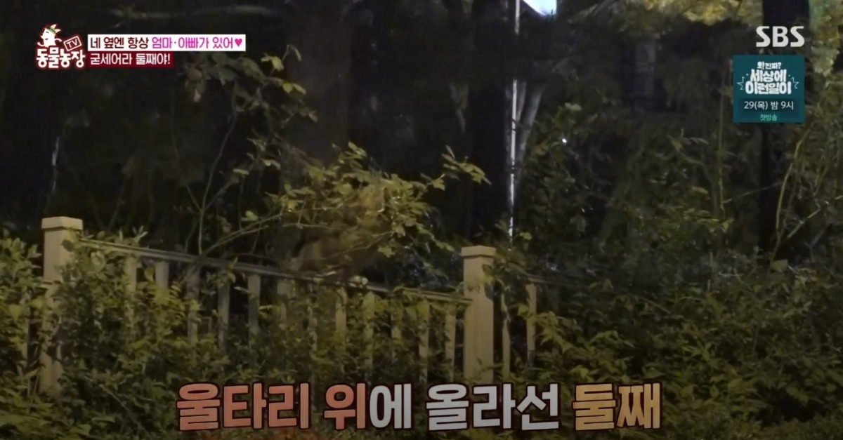 동물농장 저번주 레전드 회차 수리부엉이 가족과 둘째 이야기.jpg | 인스티즈