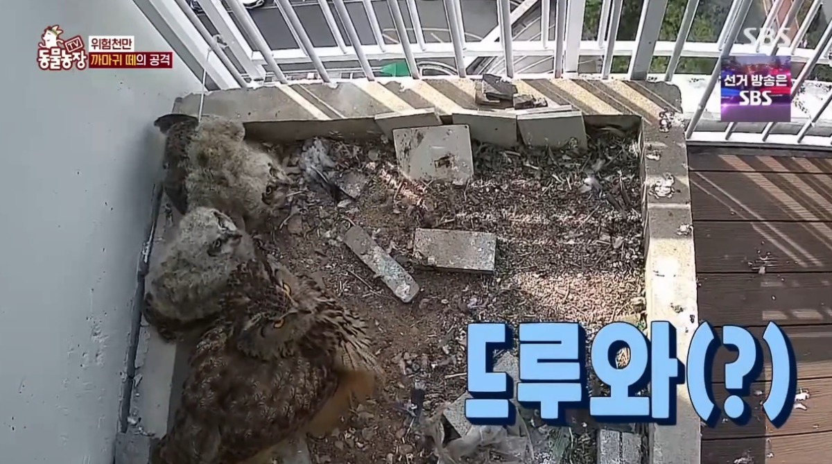 동물농장 저번주 레전드 회차 수리부엉이 가족과 둘째 이야기.jpg | 인스티즈