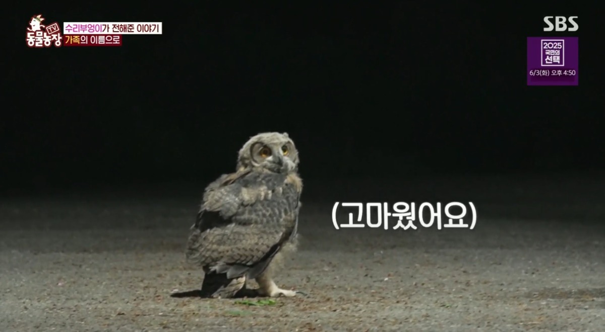 동물농장 저번주 레전드 회차 수리부엉이 가족과 둘째 이야기.jpg | 인스티즈