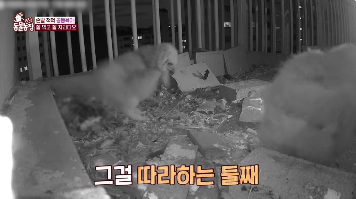 동물농장 저번주 레전드 회차 수리부엉이 가족과 둘째 이야기.jpg | 인스티즈