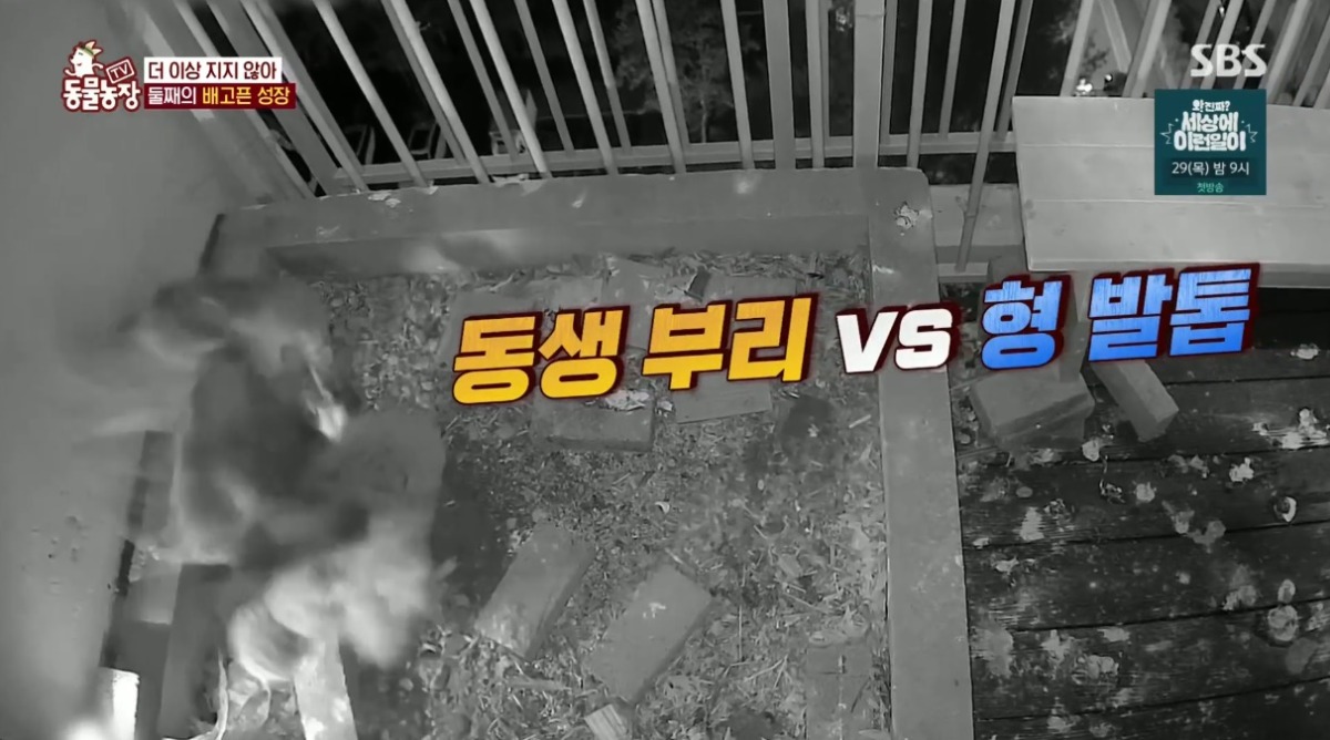 동물농장 저번주 레전드 회차 수리부엉이 가족과 둘째 이야기.jpg | 인스티즈