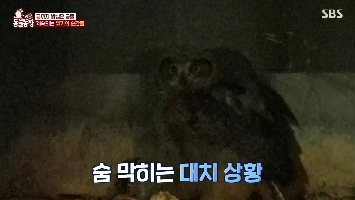동물농장 저번주 레전드 회차 수리부엉이 가족과 둘째 이야기.jpg | 인스티즈