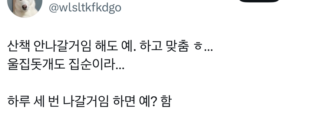 진돗개 특: 제가 집사에게 맞출게요 함 | 인스티즈