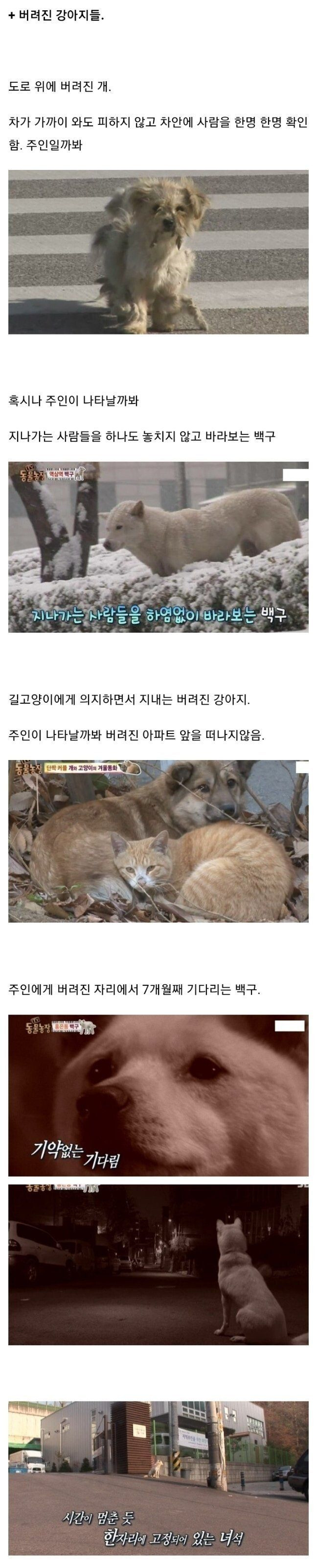  강아지들 버려졌을때의 심리2