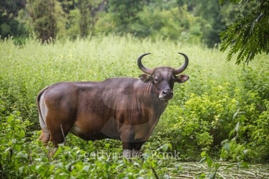 인도 들소, 가우어(gaur) | 인스티즈