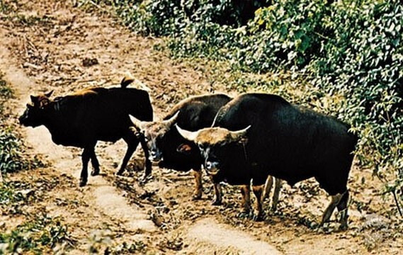 인도 들소, 가우어(gaur) | 인스티즈