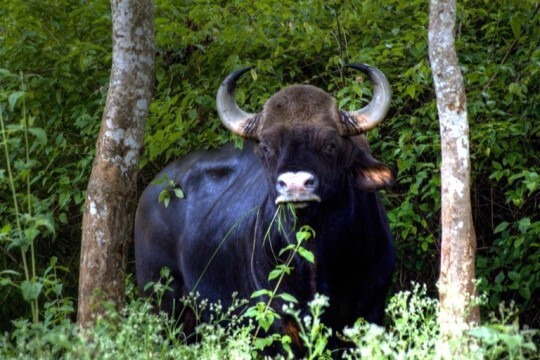 인도 들소, 가우어(gaur) | 인스티즈