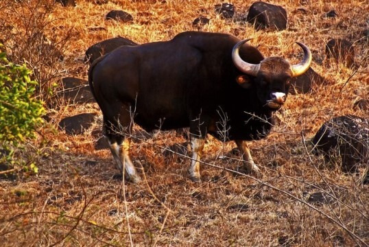 인도 들소, 가우어(gaur) | 인스티즈