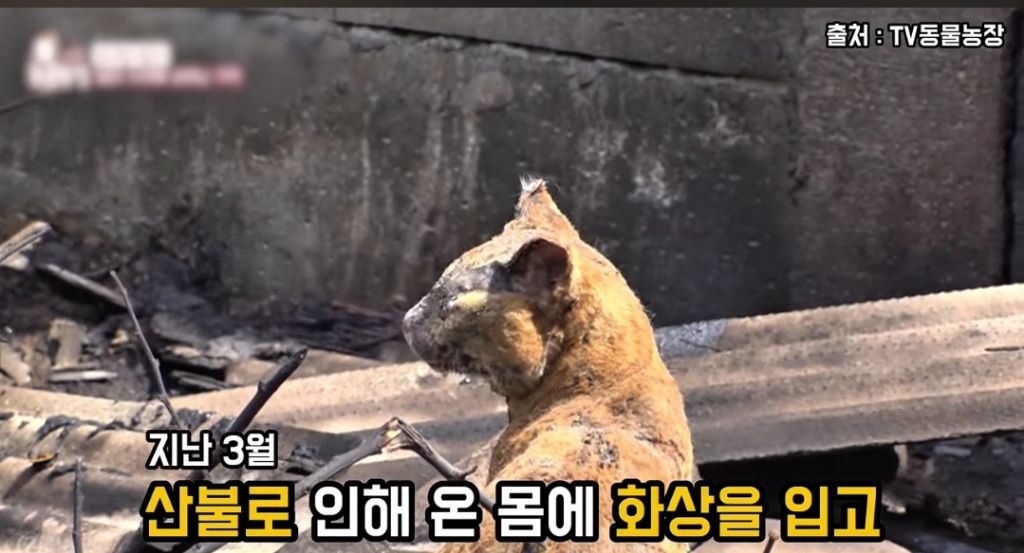  산불로 한쪽다리를 잃은 고양이가 받은 선물 🎁